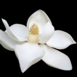 closeup photo of white petaled flower