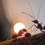 a close up of two ants on a piece of wood