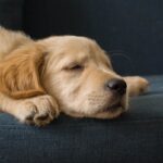 golden retriever lying on blue textile