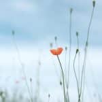 selective photo of petaled flower