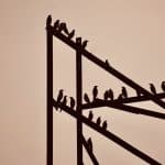 a flock of birds sitting on top of a metal pole