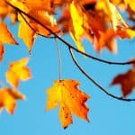 shallow photography of maple leaf